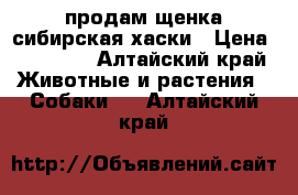 продам щенка сибирская хаски › Цена ­ 15 000 - Алтайский край Животные и растения » Собаки   . Алтайский край